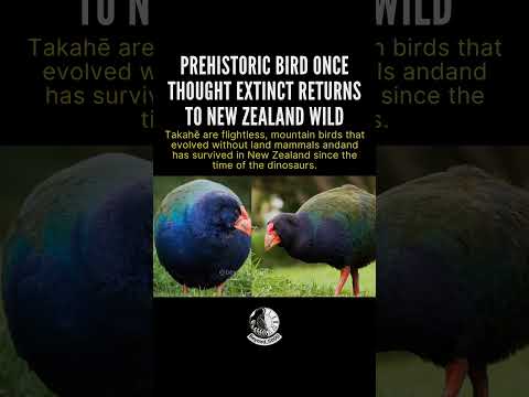 Ancient Bird Returns: Takahē back from the dead! 🤯 #beyond5000 #historyenthusiasts